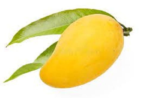 Juicy Tasty Delicious Yummy Rich In Antioxidants Vitamins Enriched Fresh Mango