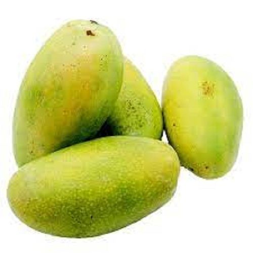 Green Rich In Antioxidants Vitamins Enriched Fresh Sweet Juicy Tasty Mango