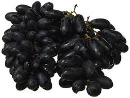 Tasty Delicious Rich In Antioxidants And Vitamins Enriched Black Grapes