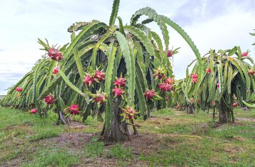 Easy To Grow Pesticide Free High In Vitamin C And Antioxidants Dragon Fruit Plant