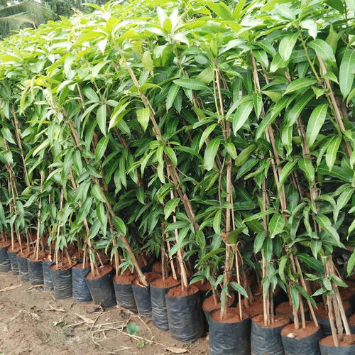 High Nutritional Value Pesticide Free Well Watered Easy To Grow Mango Plant