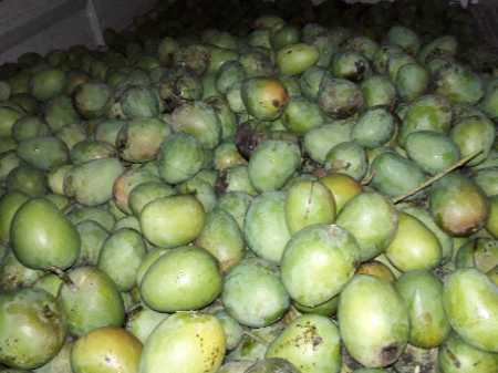 Wholesale Price Export Quality Farm Fresh Canning Mango Fruit