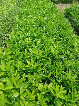 Wholesale Price Lemon Matla Fruit Plant For Nursery And Gardening