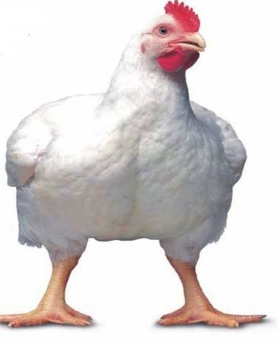 Healthy White Live Broiler Chicken