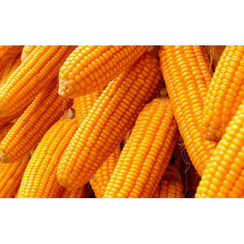 Maize