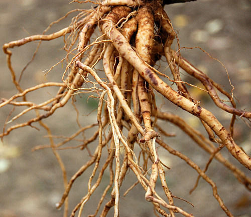 Ashwagandha Root For Medicinal Use, Packaging Size 25 Kg