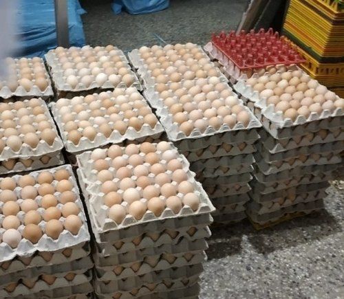 Chicken Layer Brown Poultry Egg for Household with 6 Months Shelf Life