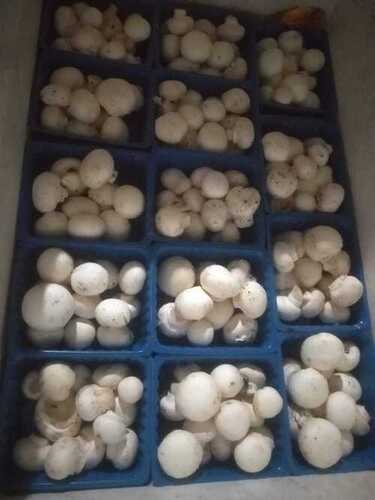 Fresh And Natural Organic White Button Mushroom For Cooking