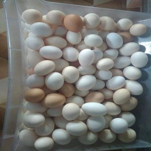  6 महीने की शेल्फ लाइफ के साथ ताज़े और ऑर्गेनिक चिकन देशी (गवरान) अंडे