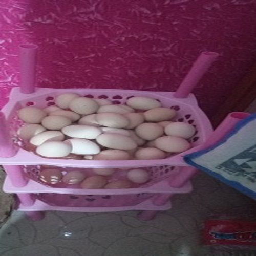 Good For Health Pure And Fresh White Deshi Organic Eggs For Home, Hotel Etc. Egg Size: Customize