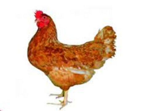 A Grade Brown Natural Fresh Broiler Chickens