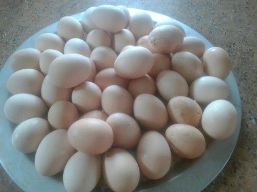Organic Country Chicken Brown Color Eggs for Household with 6 Months Shelf Life