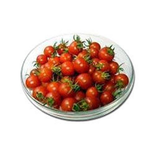 Farm Fresh Healthy And Round Shape Small Red Cherry Tomato