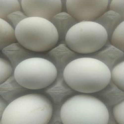 Highly Nutritious Fresh Farm Healthy White Organic Eggs With Long Shelf Life