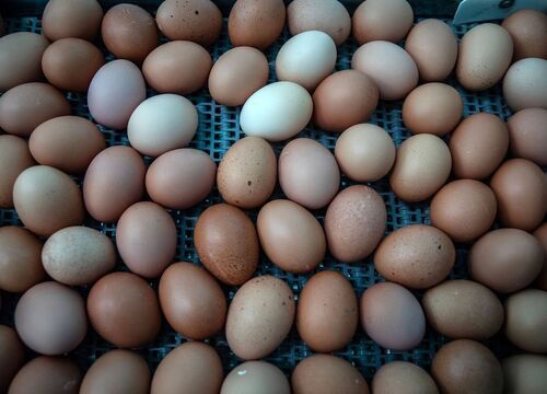 Rich in Protein and Full of Vitamins Organic Brown Color Eggs (Country Egg)