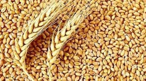 100% Pure Organic Brown Wheat Grain 1 Kg, Rich In Nutrients, 3 Months Shelf Life Grade: 1St