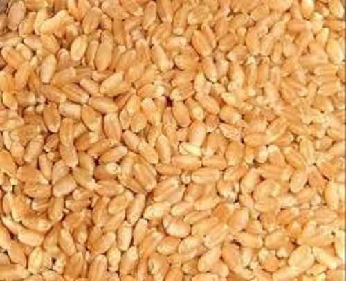 1 Kg Dried Common Cultivated Whole Brown Wheat Grain With 6 Month Shelf Life