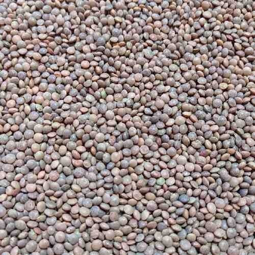 100 Percent Pure And Hygienic Healthy Natural Unpolished Masoor Dal