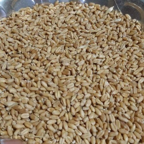 100% Pure Organic Highly Nutrient Enriched Grade A Wheat Grain For Chapati And Bread Broken (%): 80