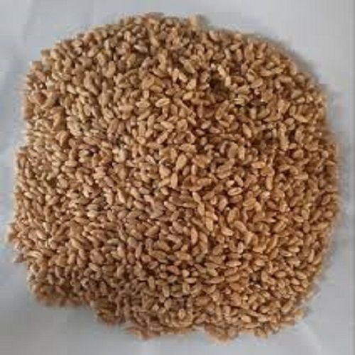 100% Pure Organic Rich Taste Impurity Free Golden Brown Wheat Grains 