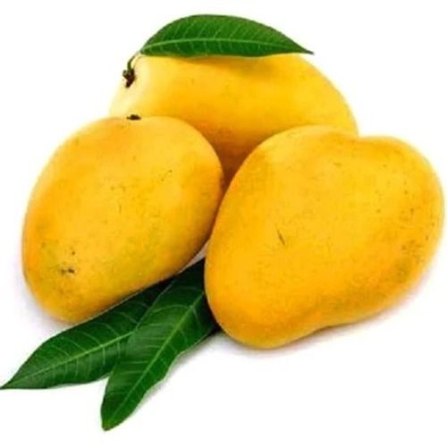 1 Kilograms Food Grade Delicious And Sweet Commonly Cultivated Fresh Mangoes