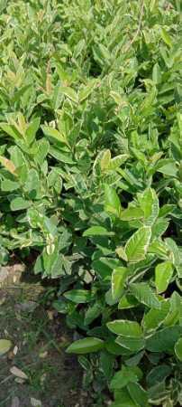 Wholesale Price Guava Barricaded Fruit Plant For Nursery And Gardening