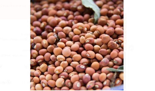 Brown Color And A Grade Pigeon Pea Seed With High Nutritious Values Admixture (%): 5%