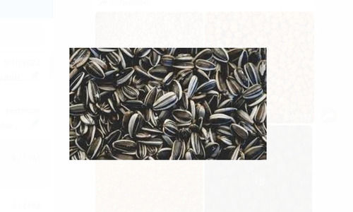 Black Sunflower Seed Pack Of 25 Kilogram With 1 Year Shelf Life For Cooking Admixture (%): 1%