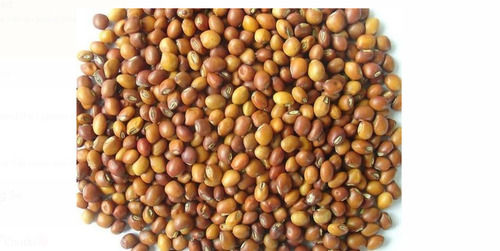 High Nutritious Value And One Year Shelf Life 2% Admixture Brown Color Pigeon Pea Seed
