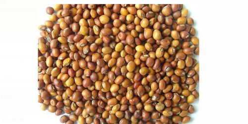 Brown Color Pigeon Pea Seed With High Nutritious Value And One Year Shelf Life Admixture (%): 5%