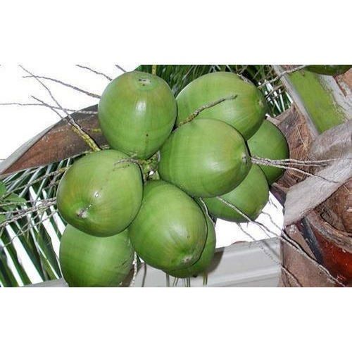 Nutrient And Vitamin Enriched 100% Natural Fresh Pure Green Tender Coconut