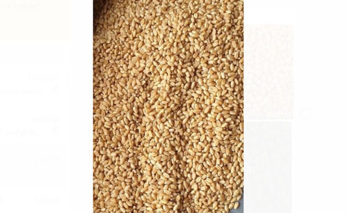 A Grade Indian Origin Wheat Seed Pack Of 25 Kilogram With 1 Year Shelf Life Admixture (%): 1%