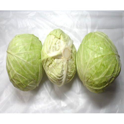 100 Percent Pure And Organic Farm Fresh Green Cabbage For Cooking