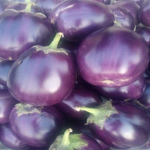 A Grade 100% Pure And Organic Fresh Rich Taste Farm Brinjal For Cooking