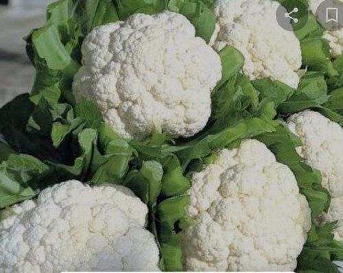 A Grade 100% Pure Organic Farm Fresh Green Cauliflower For Cooking