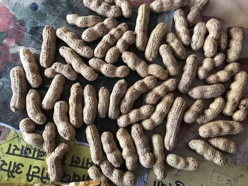 Protien Enriched Natural Fresh Pure Delicious Groundnut Seeds