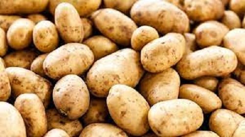 100 Percent Healthy And Rich In Vitamins With Potassium Fresh Potato For Cooking