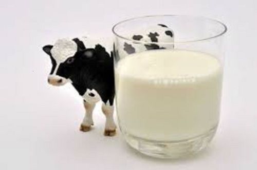 Healthy Pure And Natural Rich In Calcium Full Cream Adulteration Free Tasty Cow Milk