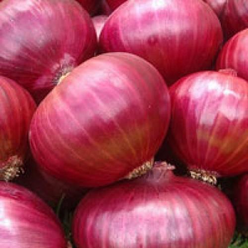 Round Higher Quantity Of Antioxidants Pure Organic Strong Spicy Odour Fresh Red Onion [Pallavi]