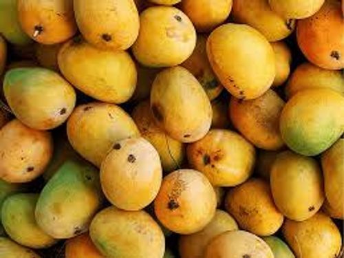 Yellow Perfect Nutritious Balance Sweet Juicy Healthful Fresh Tasty Mangos