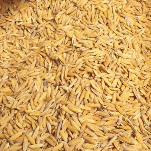 Longer Shelf Life Premium Grade Impurity Free Healthy And Brown Paddy Rice Crop Year: 6 Months