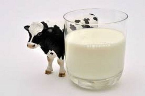 100% Pure And Fresh Healthy And Natural Hygienically Packed Raw Cow Milk