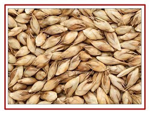 A-Grade Nutritent Enriched Healthy 100% Pure Natural Brown Bamboo Seeds