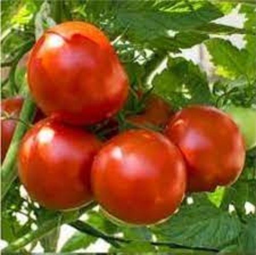 Naturally Grown Antioxidants And Vitamins Enriched 100% Healthy A Grade Farm Fresh Red Tomatos