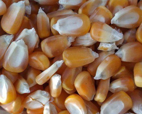 100% Natural Organic Tasty Yellow Hybrid Maize Seeds for Agriculture