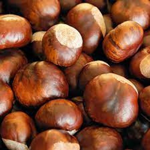 Healthy Tasty Nutritious Source Of Antioxidants Roasted Flavourful Chestnut