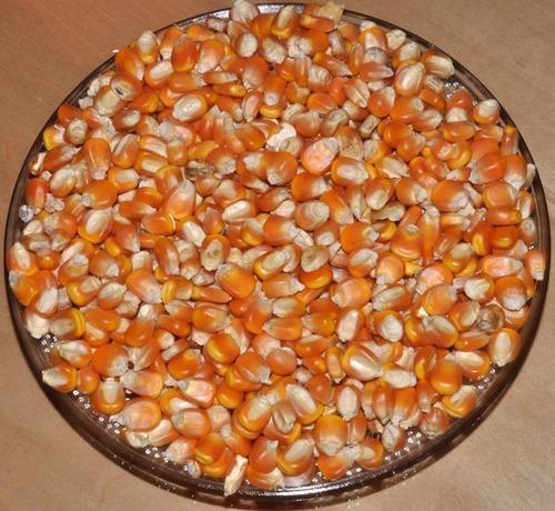 Natural Pure Organic Yellow Dried Maize Seeds For Animal And Human Food