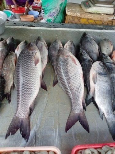 Sea Food Frozen Fresh Rohu Fish For Restaurant And Household