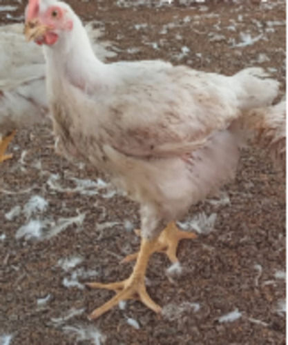 White Color Indian Giant Breed Live Chicken, 5 Kilogram
