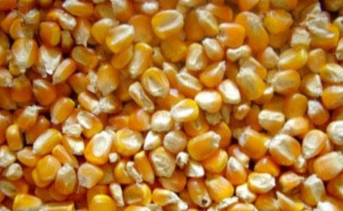 Rich In Protein, Vitamins And Potassium 100% Pure And Natural Yellow Maize Seeds Admixture (%): 2%